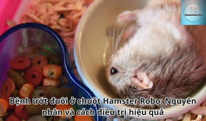 Bệnh ướt đuôi ở chuột Hamster Robo: Nguyên nhân và cách điều trị hiệu quả