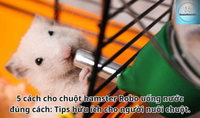 5 cách cho chuột hamster Robo uống nước đúng cách: Tips hữu ích cho người nuôi chuột.