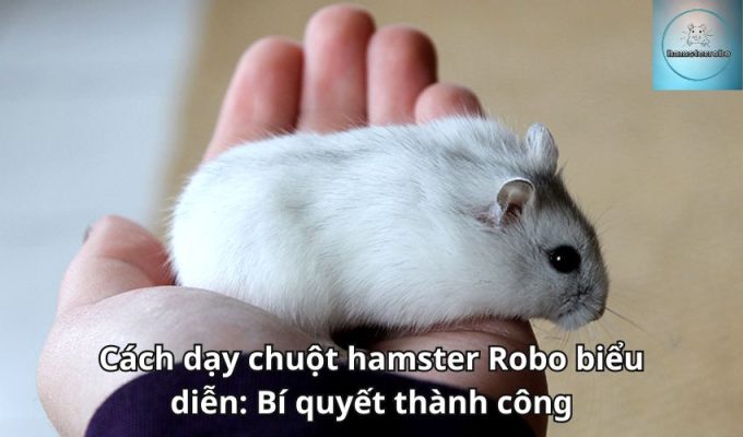 Cách dạy chuột hamster Robo biểu diễn: Bí quyết thành công