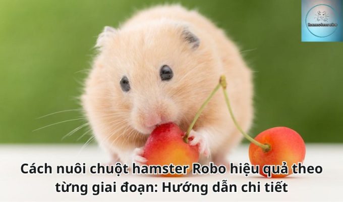 Cách nuôi chuột hamster Robo hiệu quả theo từng giai đoạn: Hướng dẫn chi tiết