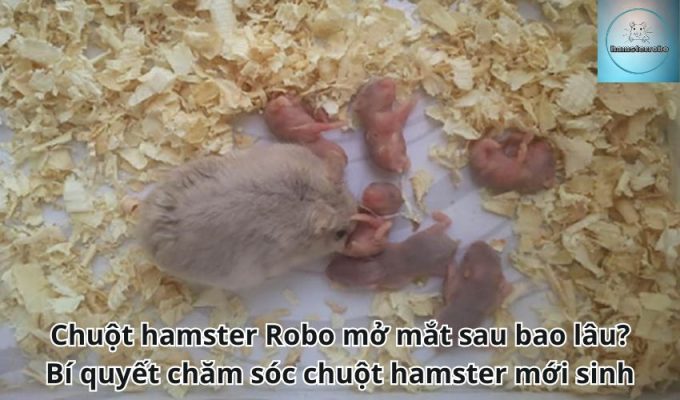 Chuột hamster Robo mở mắt sau bao lâu? Bí quyết chăm sóc chuột hamster mới sinh