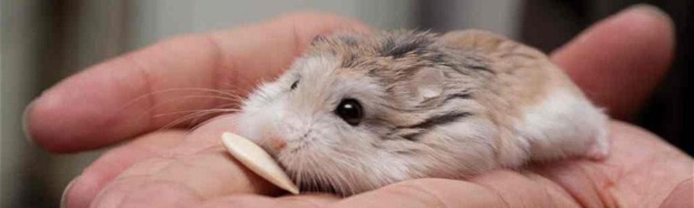 hamsterrobo.com