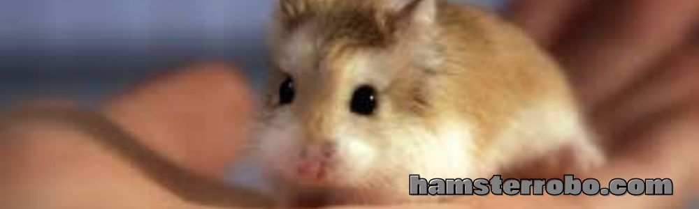 hamsterrobo