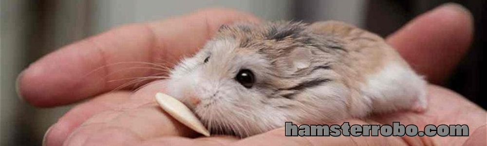 hamsterrobo